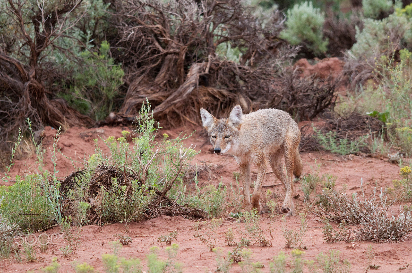 Sigma 120-400mm F4.5-5.6 DG OS HSM sample photo. Cyote photography