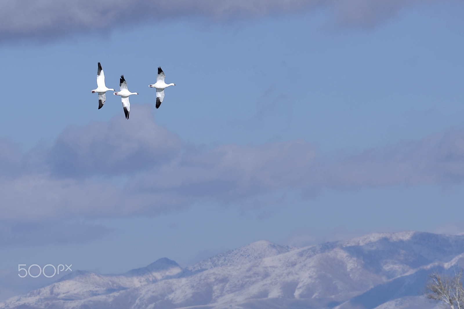 Sigma 120-400mm F4.5-5.6 DG OS HSM sample photo. Snow geese photography