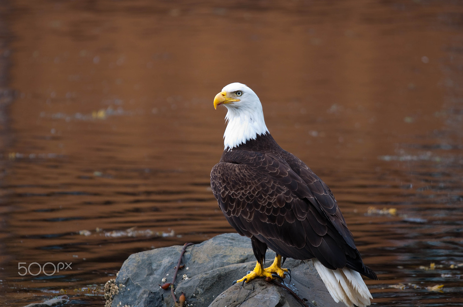 Sigma 120-400mm F4.5-5.6 DG OS HSM sample photo. Eagle photography