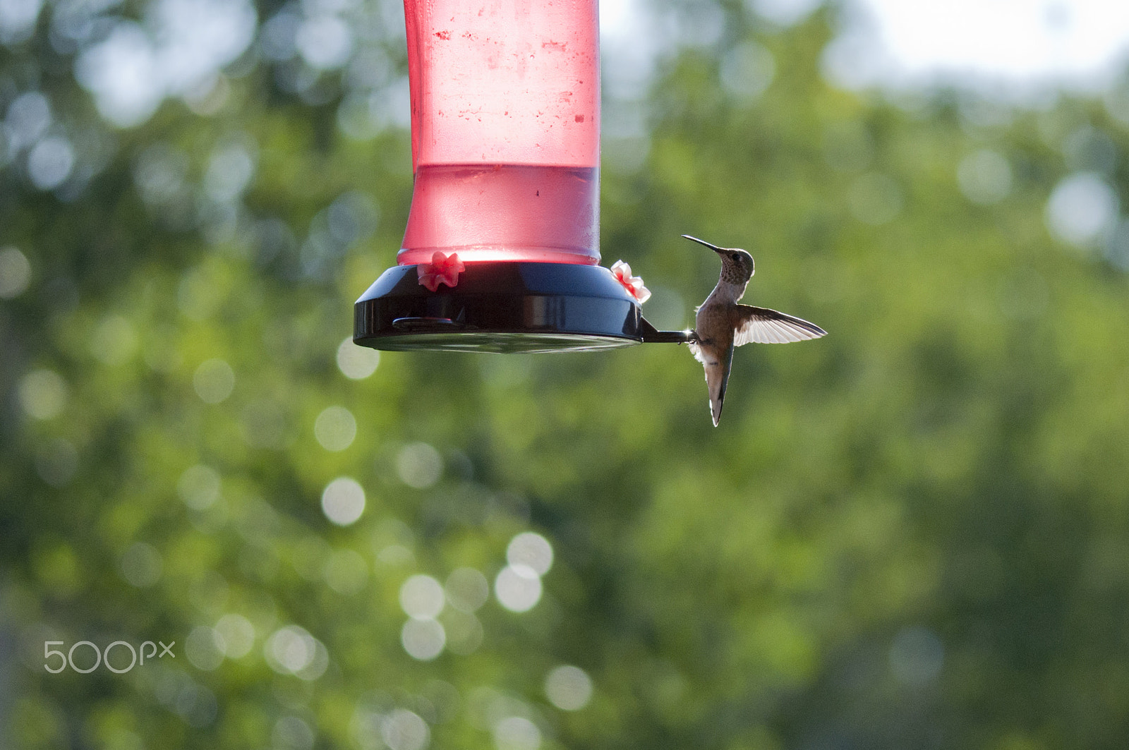 Sigma 120-400mm F4.5-5.6 DG OS HSM sample photo. Humming bird photography