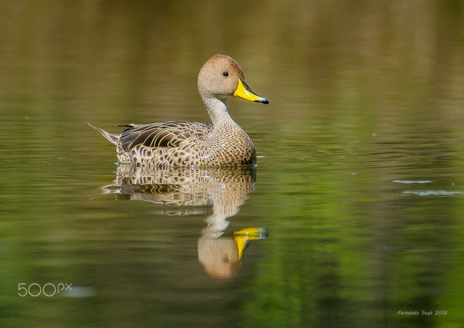 Sigma 50-500mm F4.5-6.3 DG OS HSM sample photo. Wild duck photography