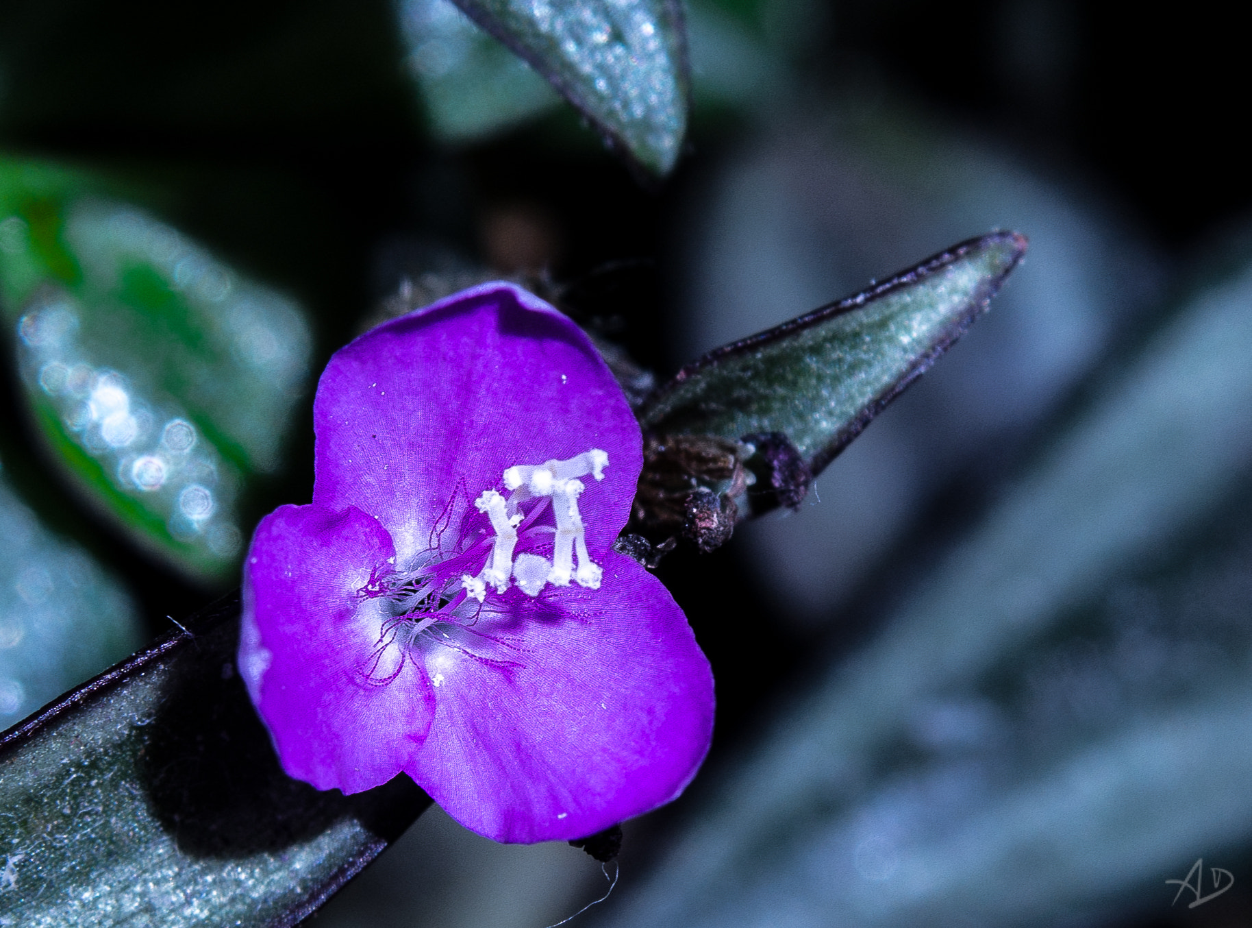 Samsung NX 20-50mm F3.5-5.6 ED sample photo. Mini flower photography