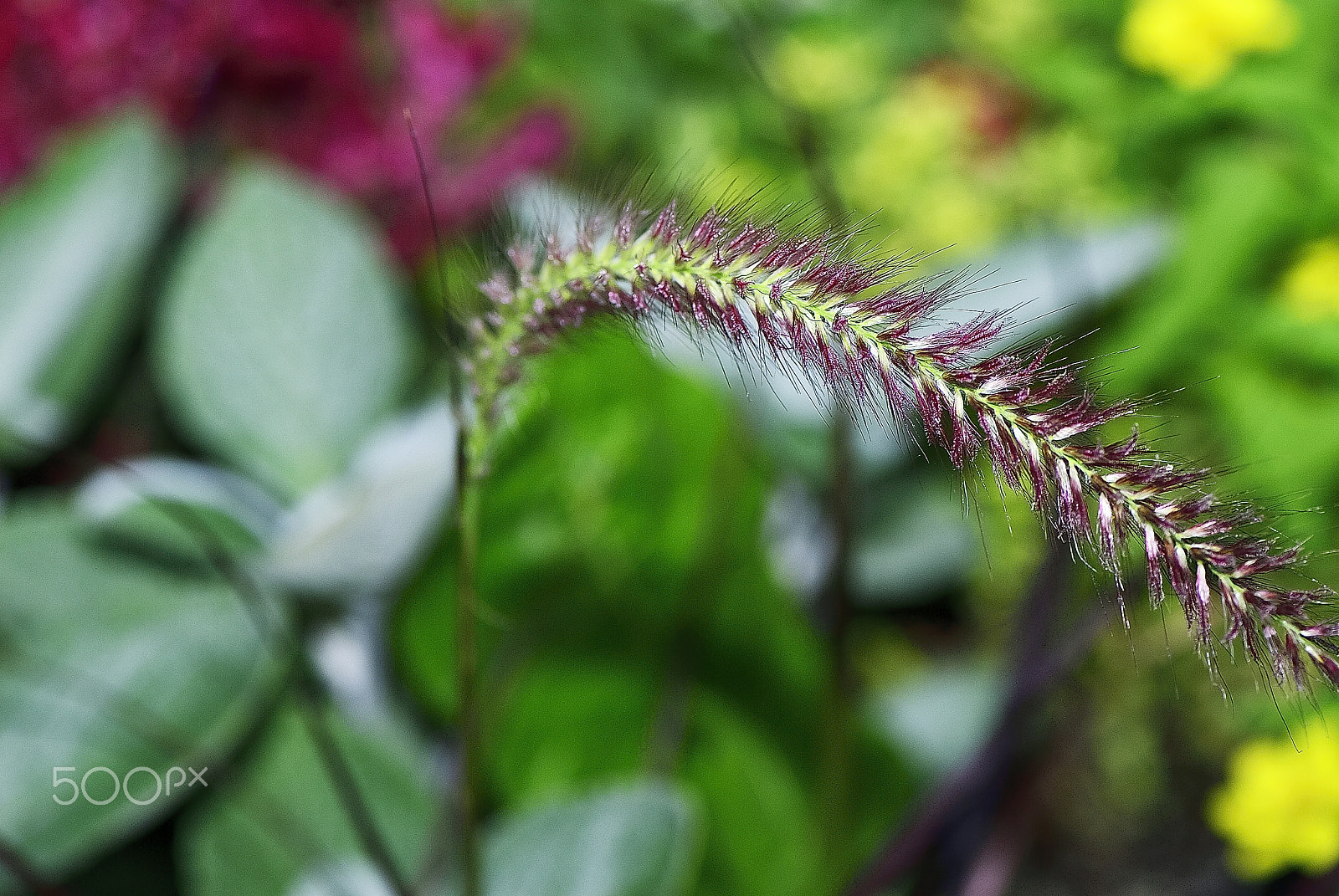 Nikon D200 sample photo. Pennisetum alopecuroides~weed~ photography