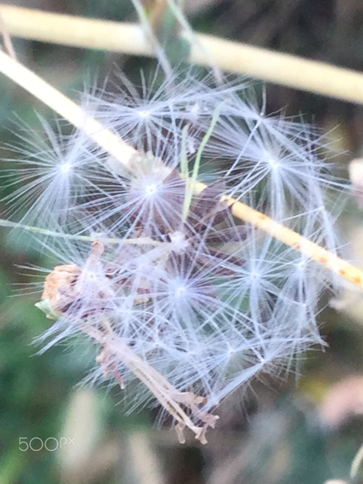 Apple iPad5,3 sample photo. Dried wildflower photography