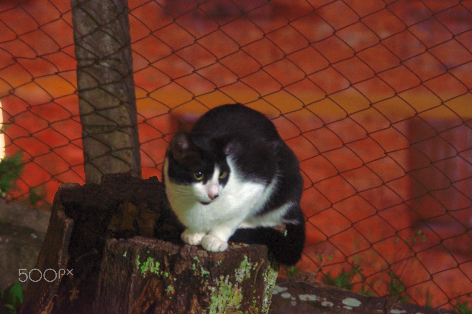 Nikon D5300 sample photo. Dark cat photography
