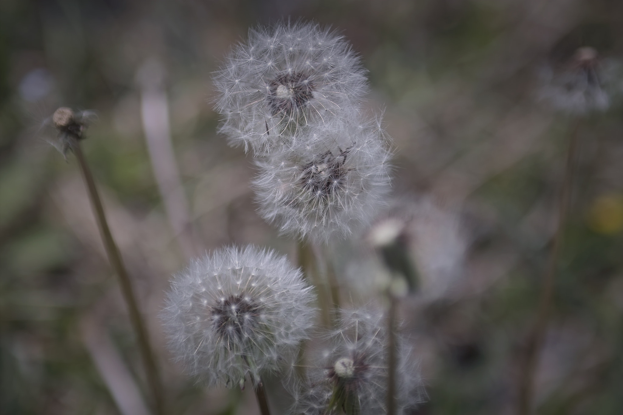 Sigma SD10 sample photo. Dandelion photography