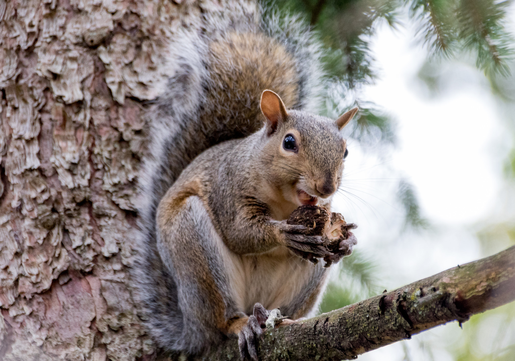 Canon EOS 7D Mark II + Sigma 18-250mm F3.5-6.3 DC OS HSM sample photo. Squirrel photography