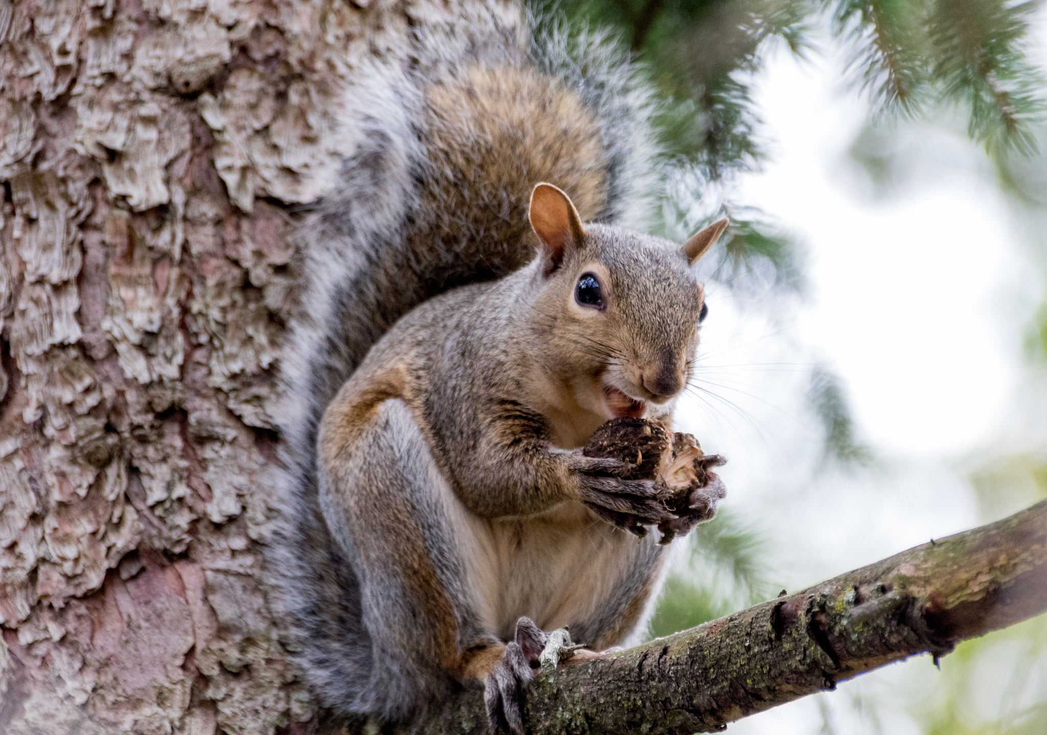 Sigma 18-250mm F3.5-6.3 DC OS HSM sample photo. Squirrel photography