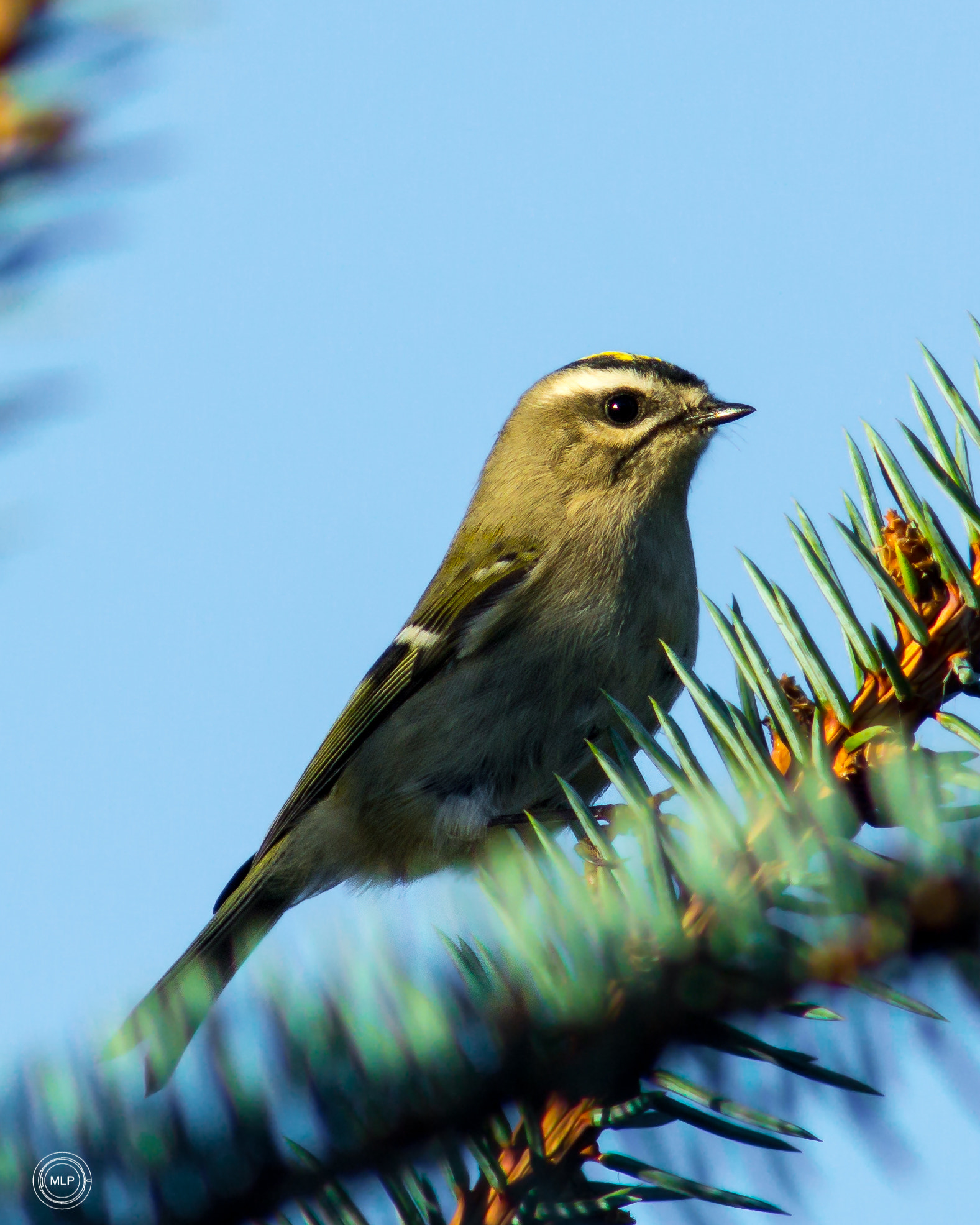 AF Nikkor 300mm f/4 IF-ED sample photo. Yellow crested photography
