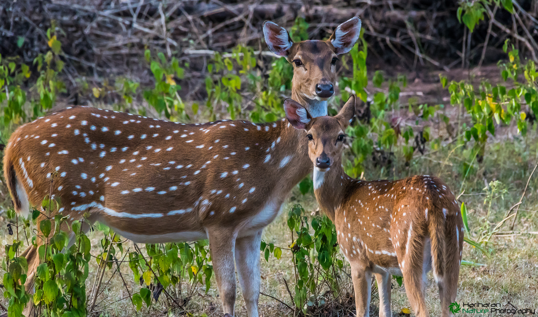 Sigma 150-500mm F5-6.3 DG OS HSM sample photo. Spotted deer family photography