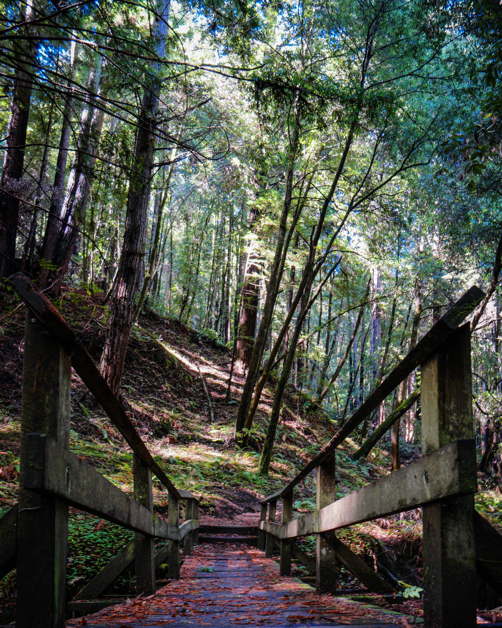 Samsung NX1 + Samsung NX 16-50mm F3.5-5.6 Power Zoom ED OIS sample photo. Forest of nisene marks, california photography