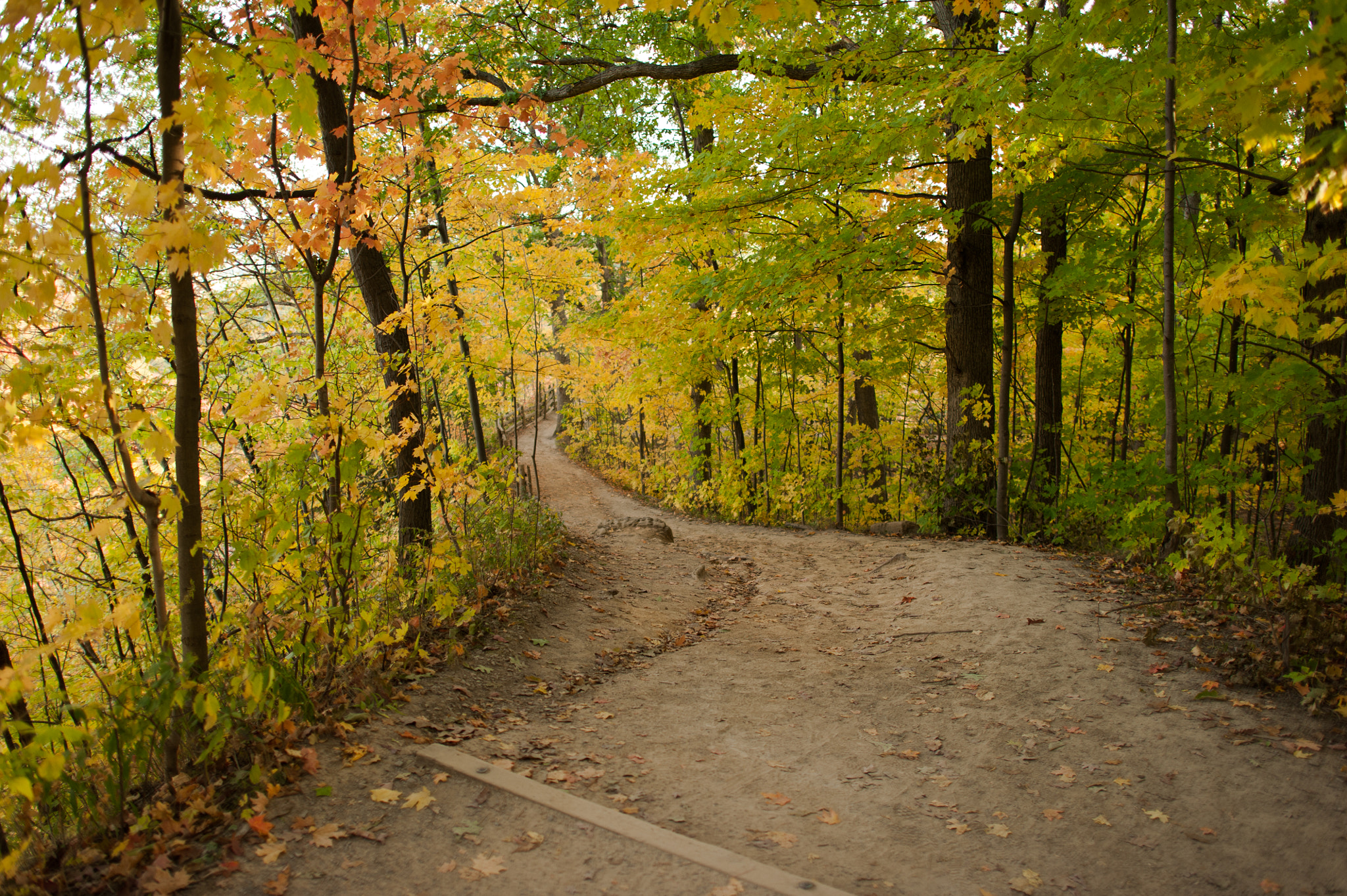 Nikon D700 sample photo. Fall walk photography