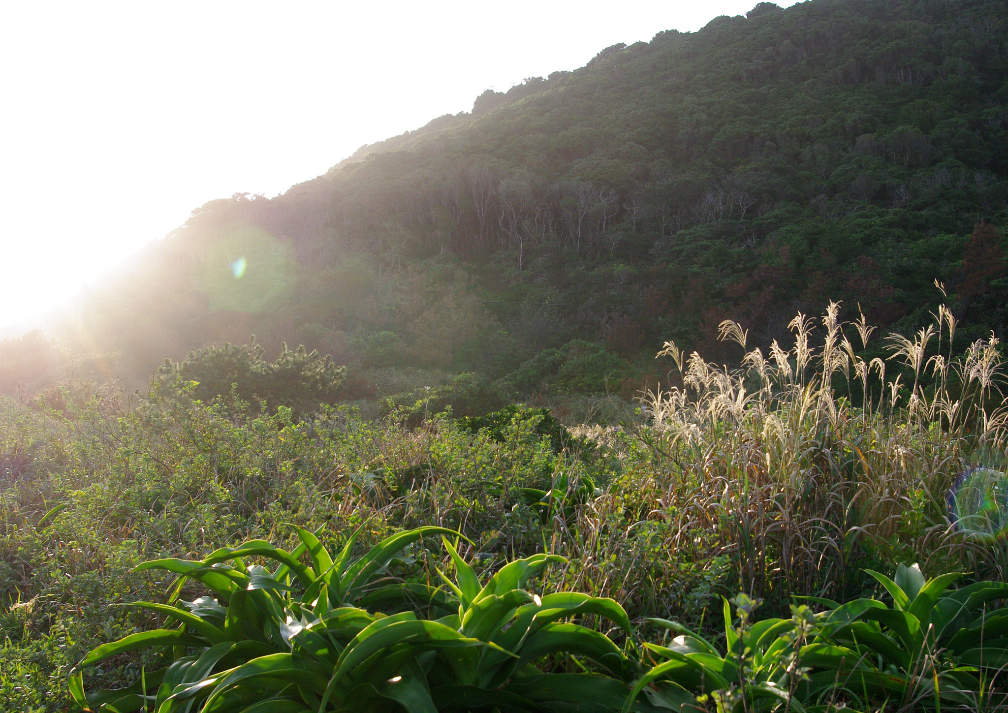 Pentax K-m (K2000) sample photo. Illuminated by the sun photography