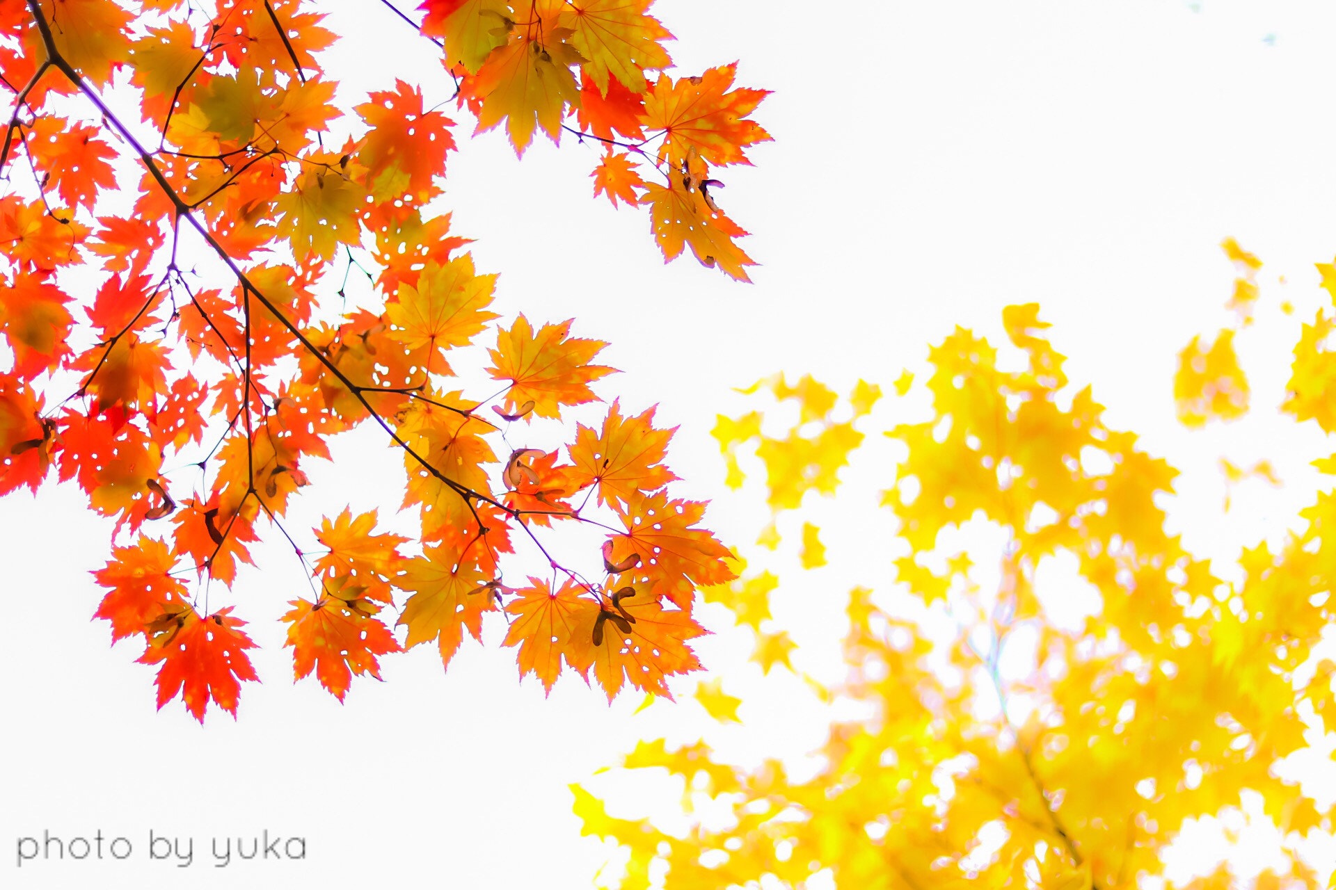 Canon EOS 750D (EOS Rebel T6i / EOS Kiss X8i) sample photo. 見上げてしまう時間 photography