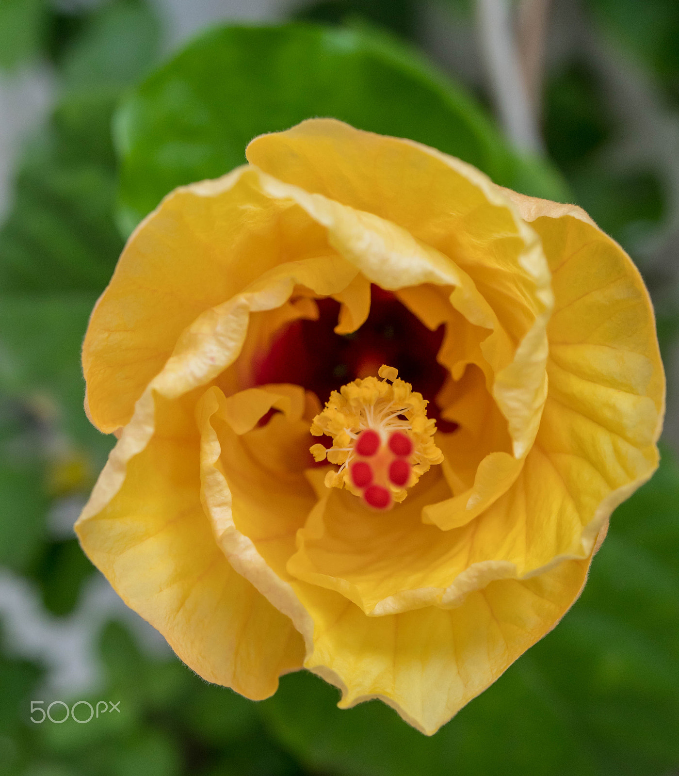 Sony a7R II + Sony E 30mm F3.5 Macro sample photo. Hibiscus photography