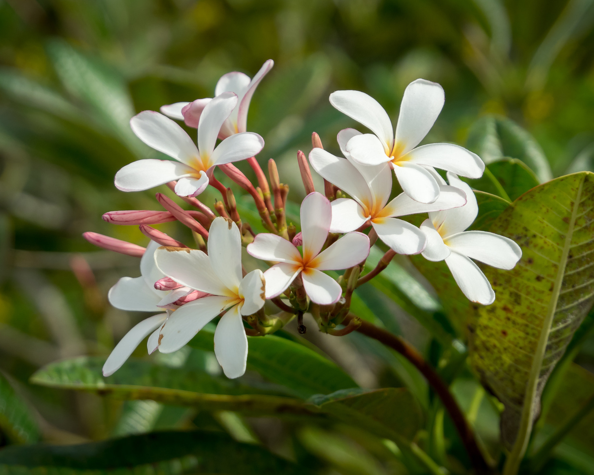 Olympus Zuiko Digital ED 12-60mm F2.8-4.0 SWD sample photo. Plumeria 'dieudonne' photography