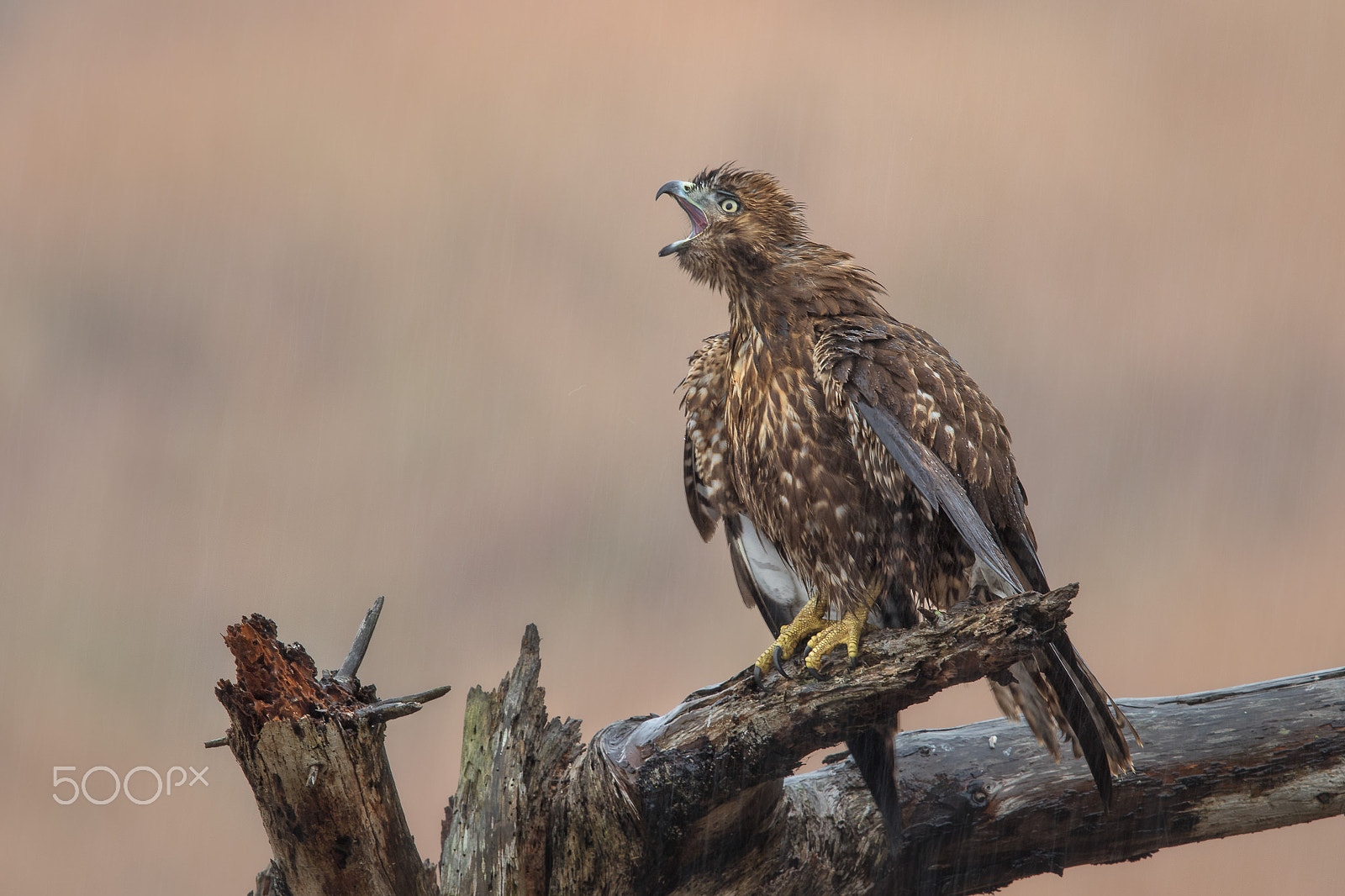 Canon EF 600mm F4L IS II USM sample photo. Roar!!! photography