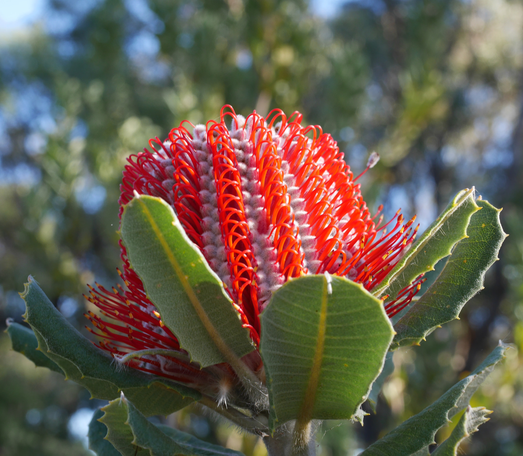 Panasonic Lumix G Macro 30mm F2.8 ASPH Mega OIS sample photo. Scarlet banksia. photography