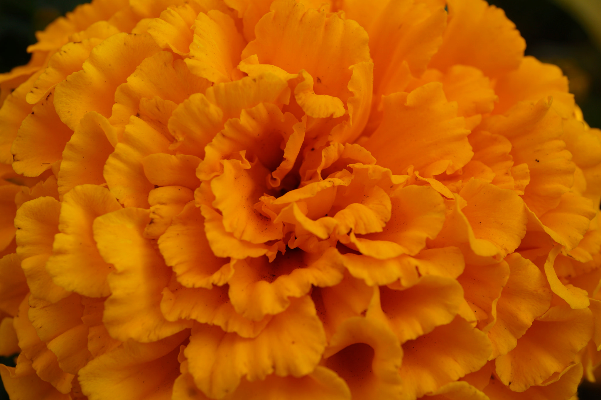 Sony a6000 + Sony E 30mm F3.5 sample photo. Marigold in orange! photography