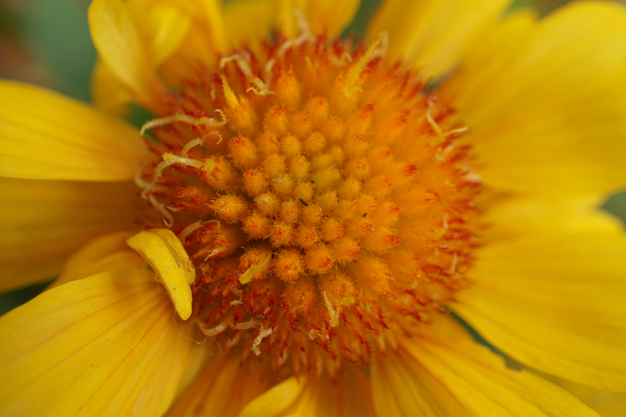 Sony a6000 + Sony E 30mm F3.5 sample photo. Yellow zinnia photography