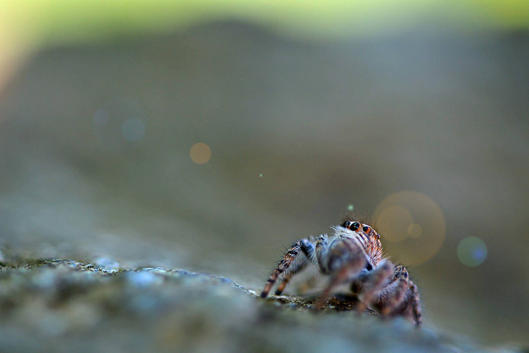 Sigma 105mm F2.8 EX DG OS HSM sample photo. Spider reflex photography