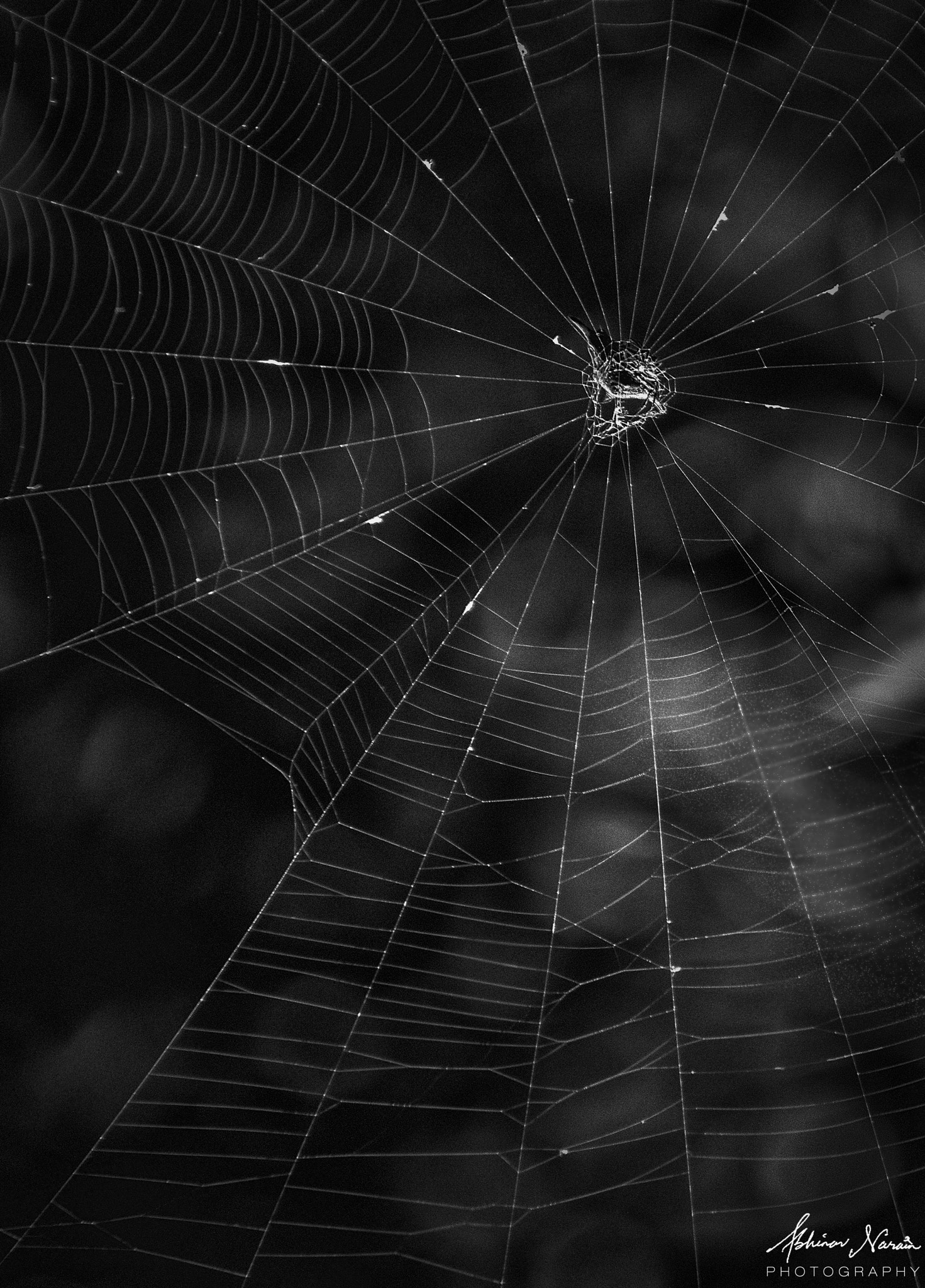 Sigma 18-250mm F3.5-6.3 DC OS HSM sample photo. Just like a spider web, this world and us humans a ... photography