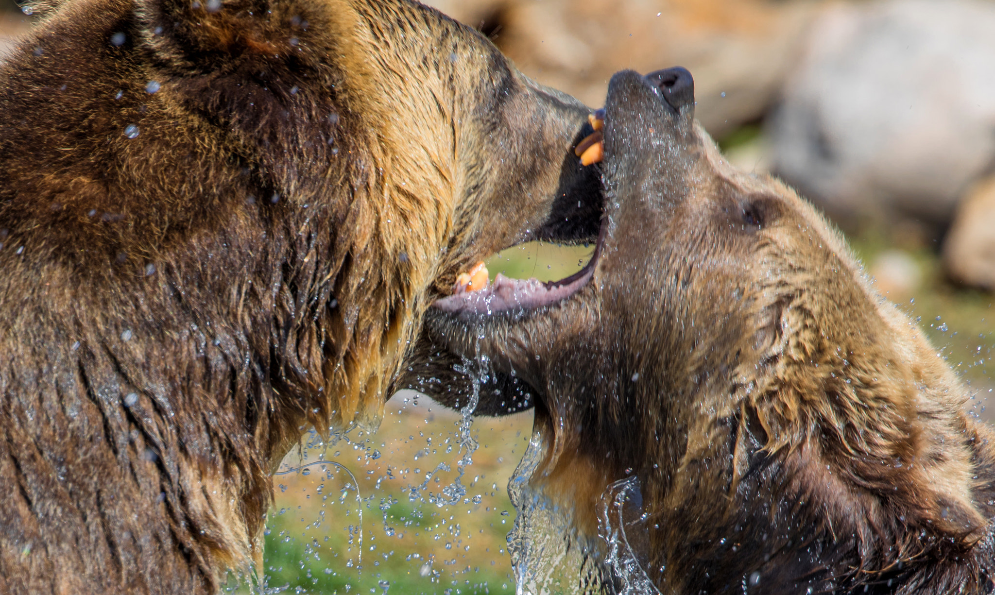 Canon EF 300mm F2.8L IS II USM sample photo. Grizzly battle photography