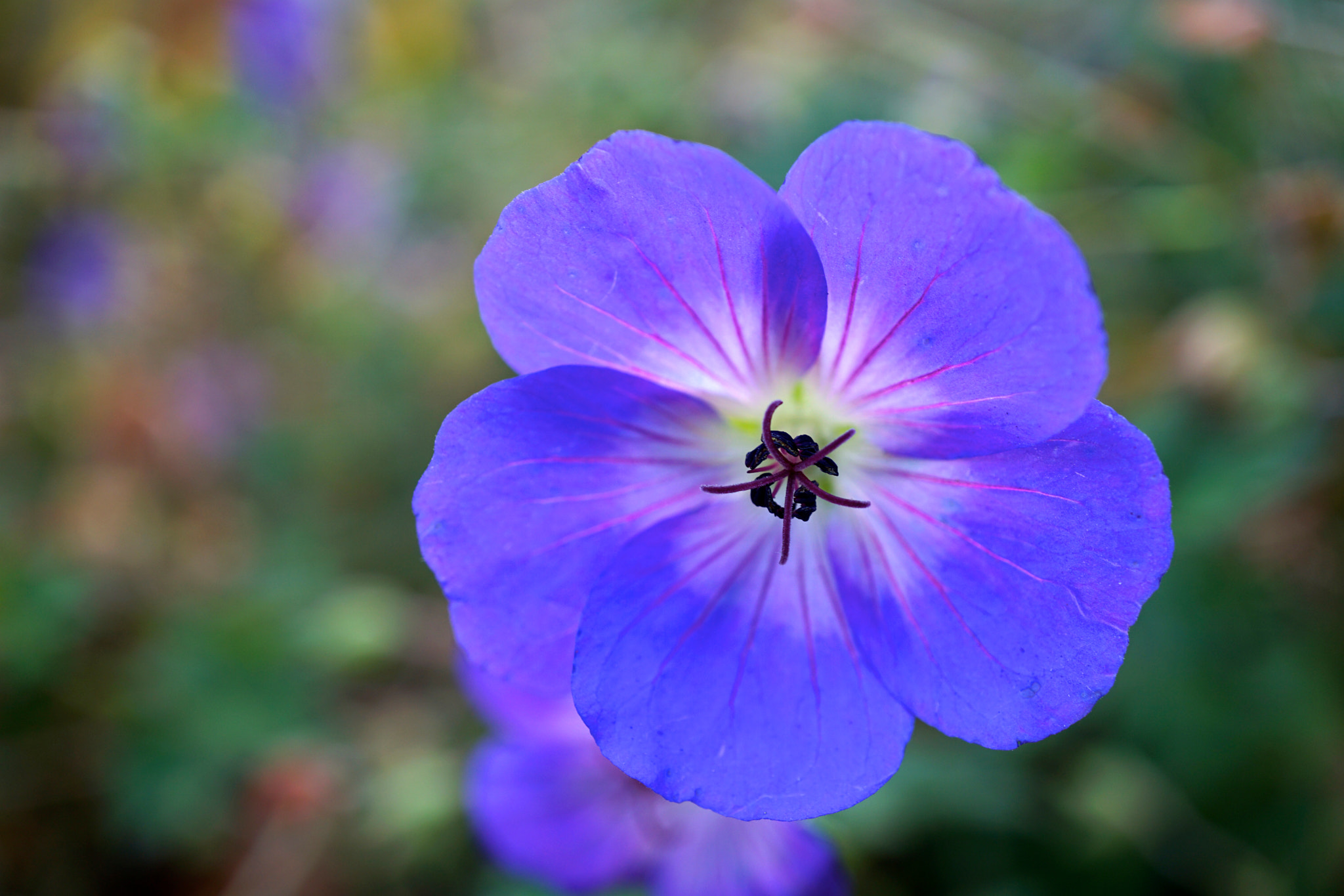 Sony a6000 + Sony E 30mm F3.5 sample photo. Bright geranium! photography