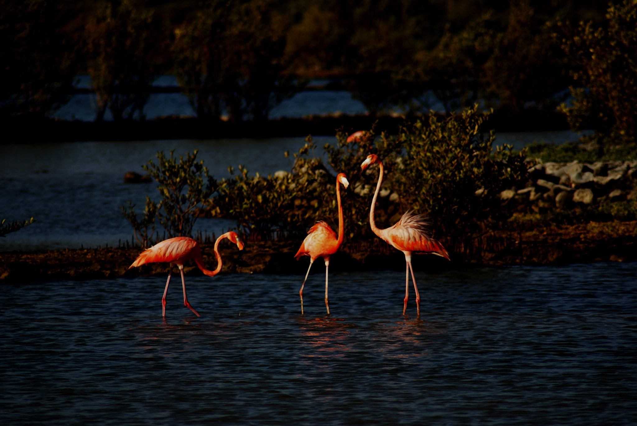 Sony Alpha DSLR-A200 + Tamron Lens (255) sample photo. Flamingos photography