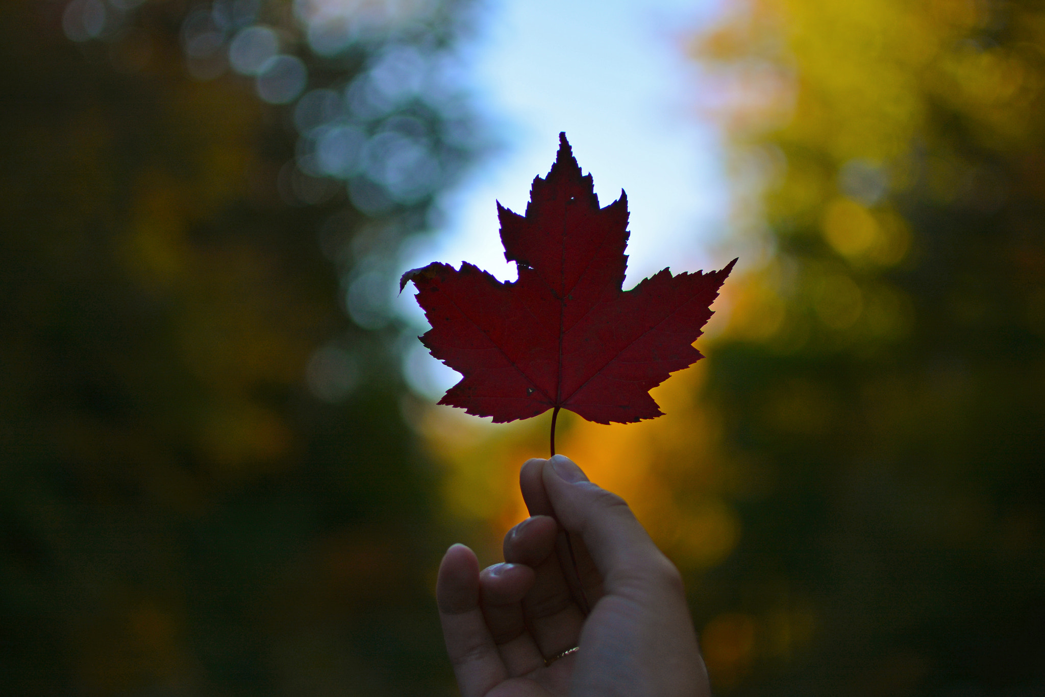 AF Zoom-Nikkor 35-135mm f/3.5-4.5 sample photo. Oh canada photography