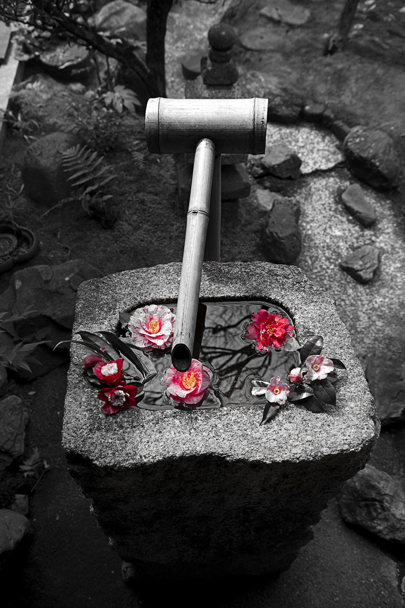 Nikon AF-S Nikkor 24-70mm F2.8E ED VR sample photo. Zen flowers photography
