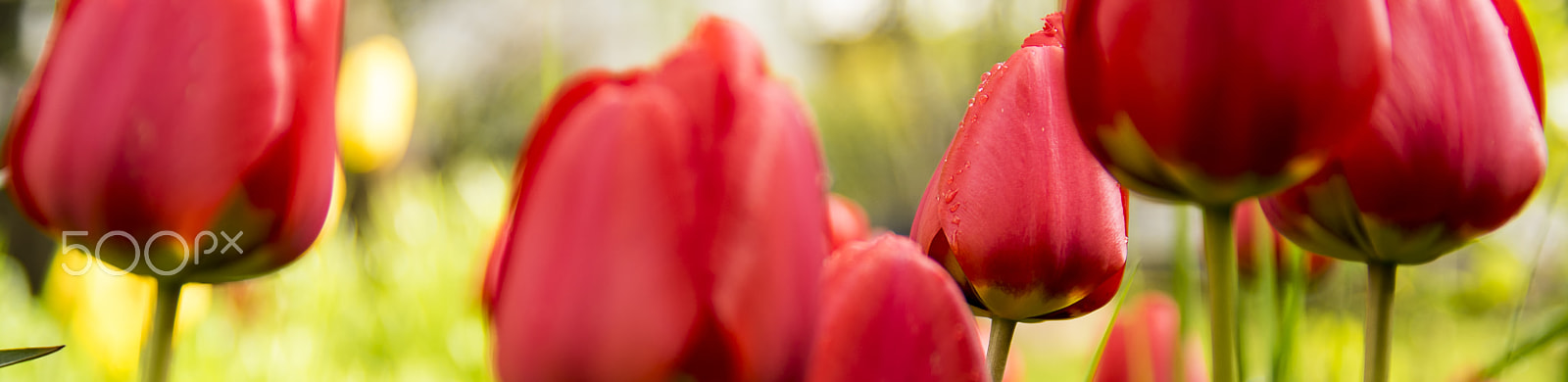 Pentax smc DA* 16-50mm F2.8 ED AL (IF) SDM sample photo. Tulip photography