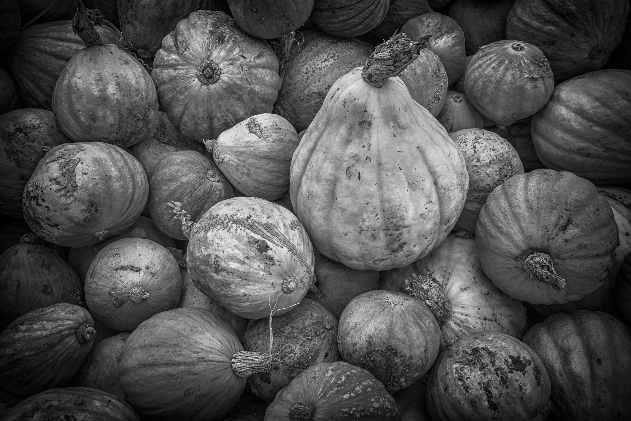 Pentax K-1 + Tamron AF 28-75mm F2.8 XR Di LD Aspherical (IF) sample photo. Pumpkins photography