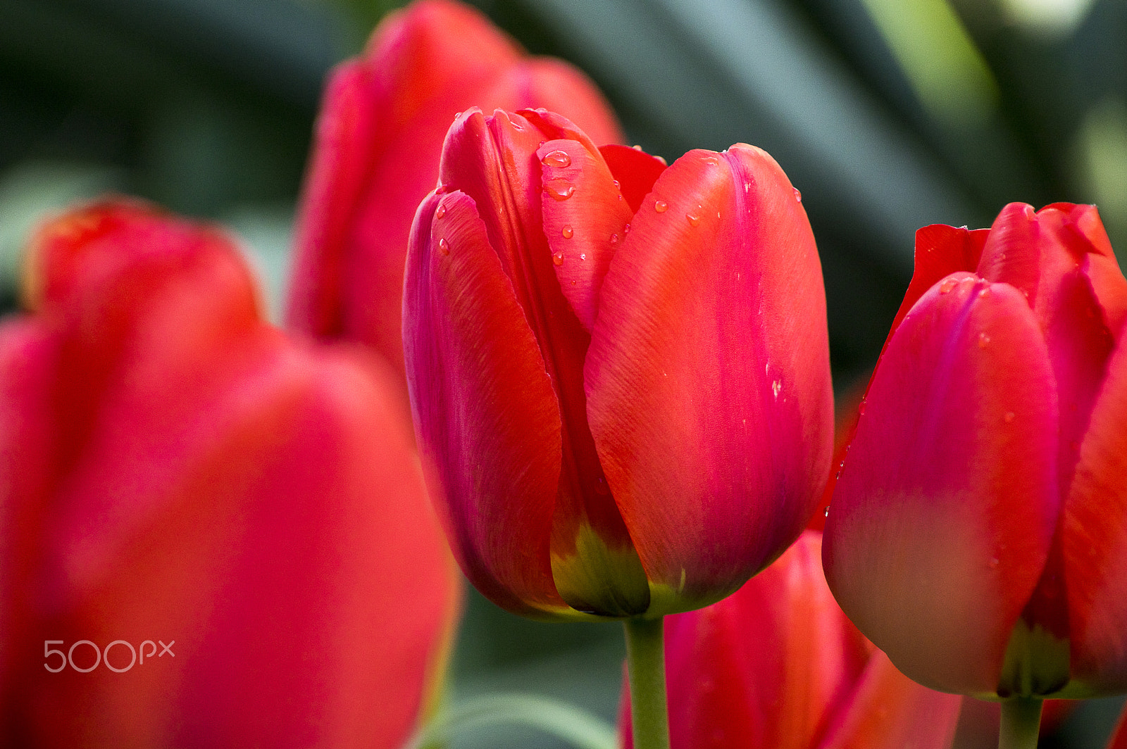 Pentax K-3 II sample photo. Tulip photography