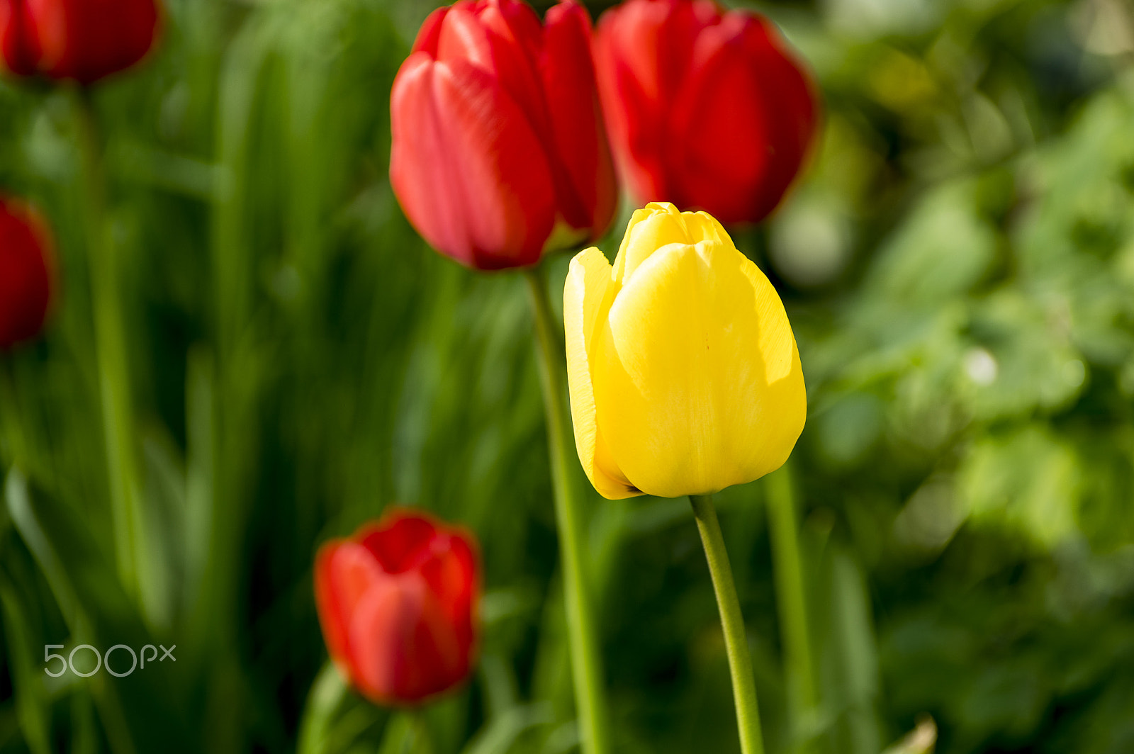 Pentax smc DA* 50-135mm F2.8 ED (IF) SDM sample photo. Tulip photography