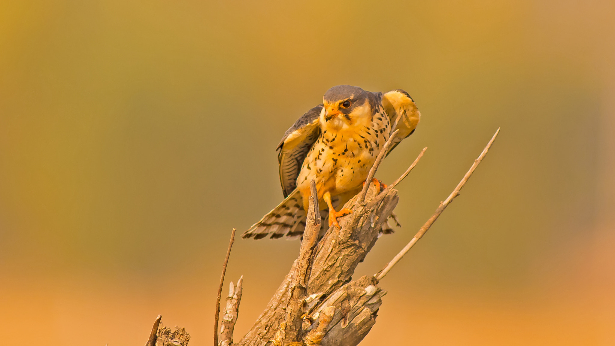 Nikkor 500mm f/4 P ED IF sample photo