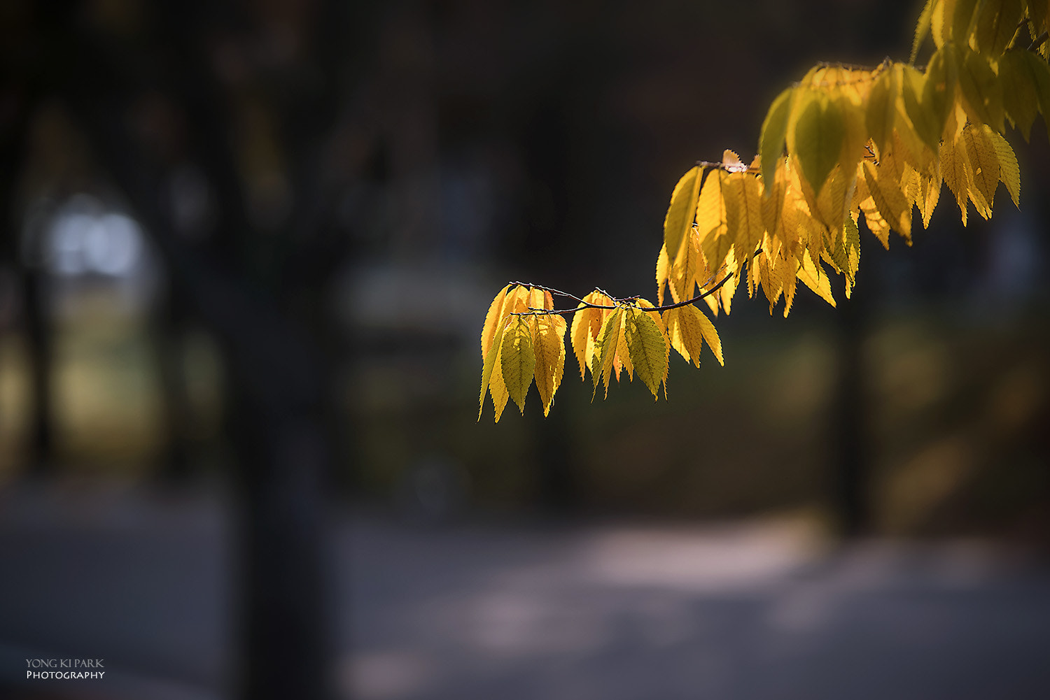 Pentax K-1 sample photo. October morning photography