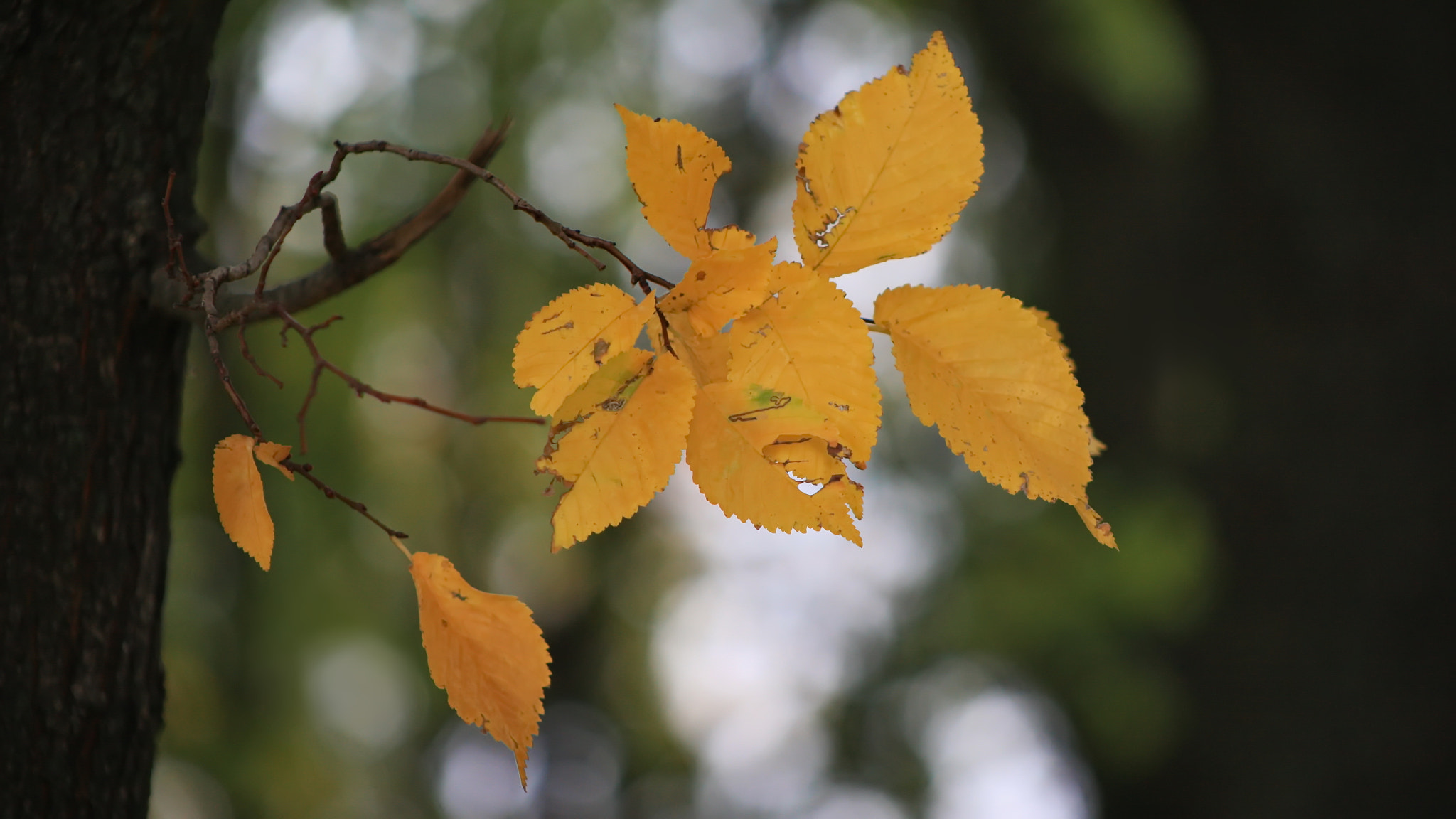 Canon EOS-1Ds Mark III sample photo. Autumn leaves photography