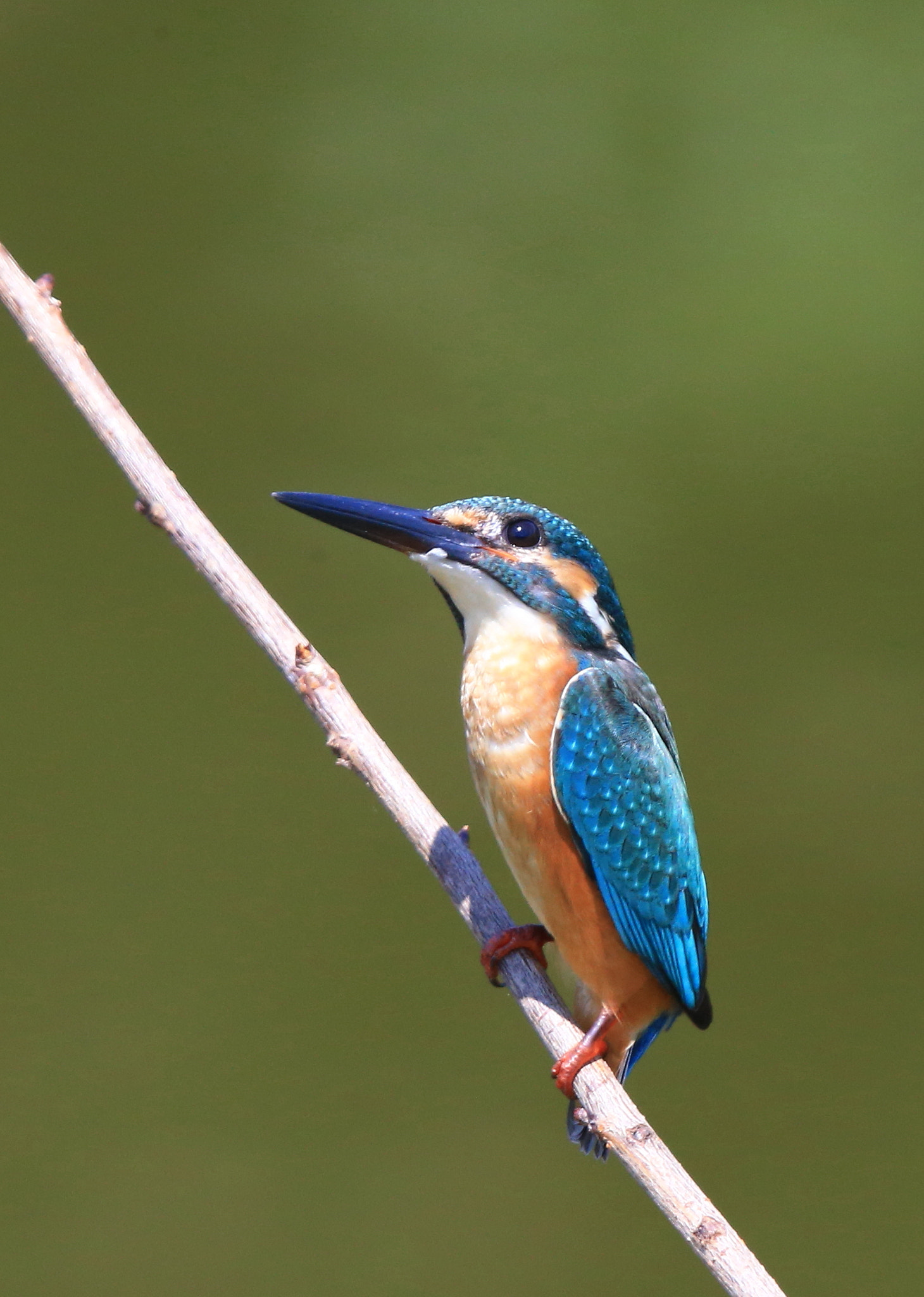 Canon EF 600mm F4L IS II USM sample photo. 325 photography