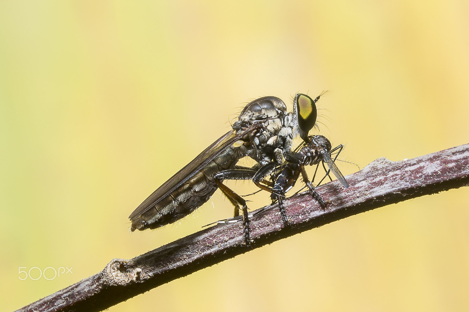 Olympus OM-D E-M5 + OLYMPUS 50mm Lens sample photo. Robber fly_a predator photography