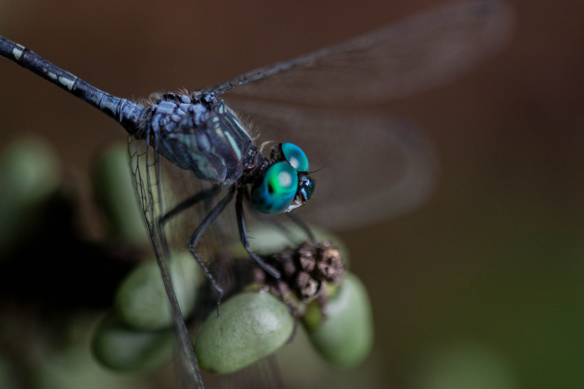 Canon EF 100mm F2.8 Macro USM sample photo. Eyes photography