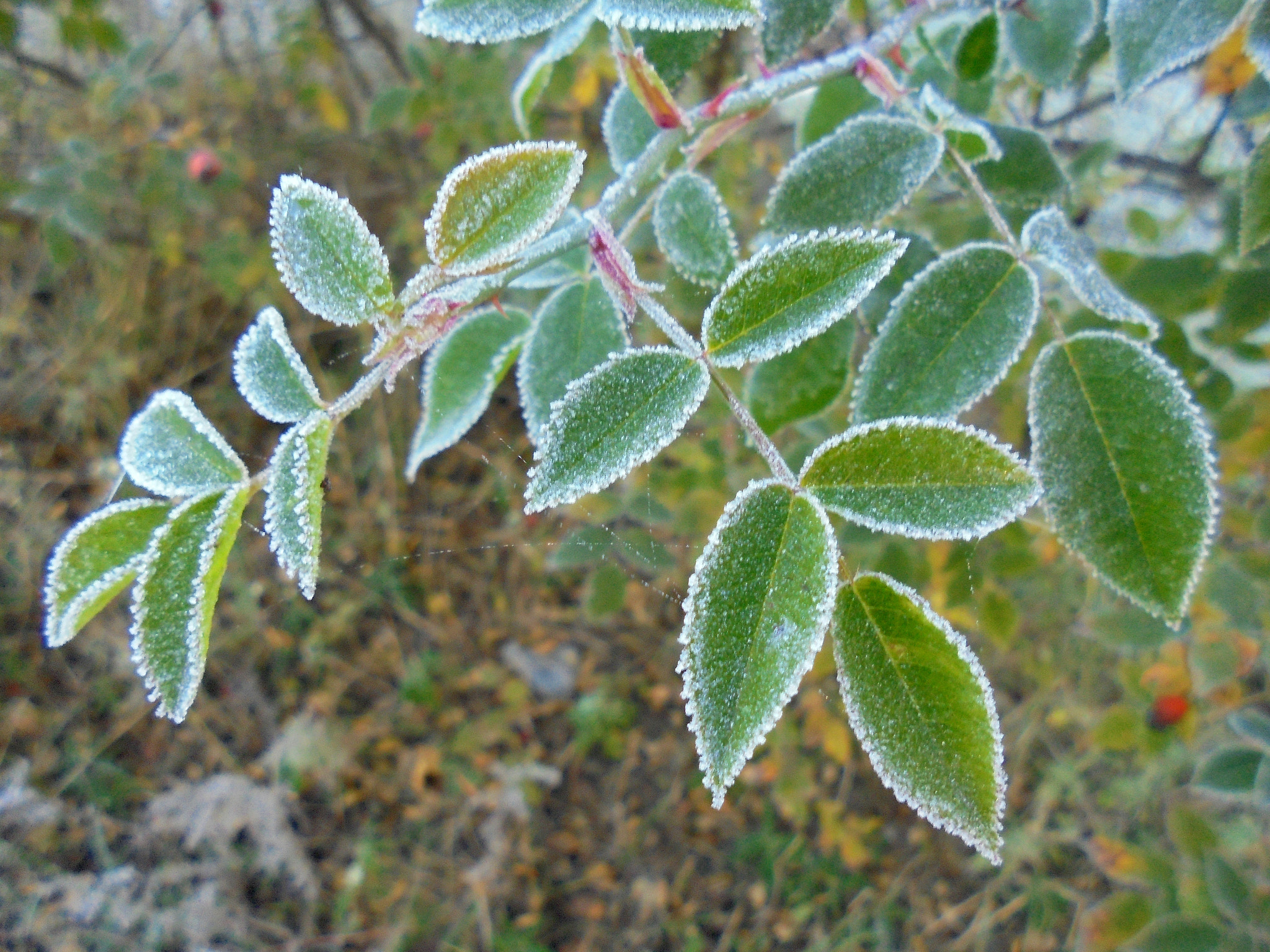 Sony Cyber-shot DSC-W810 sample photo. Dsc photography