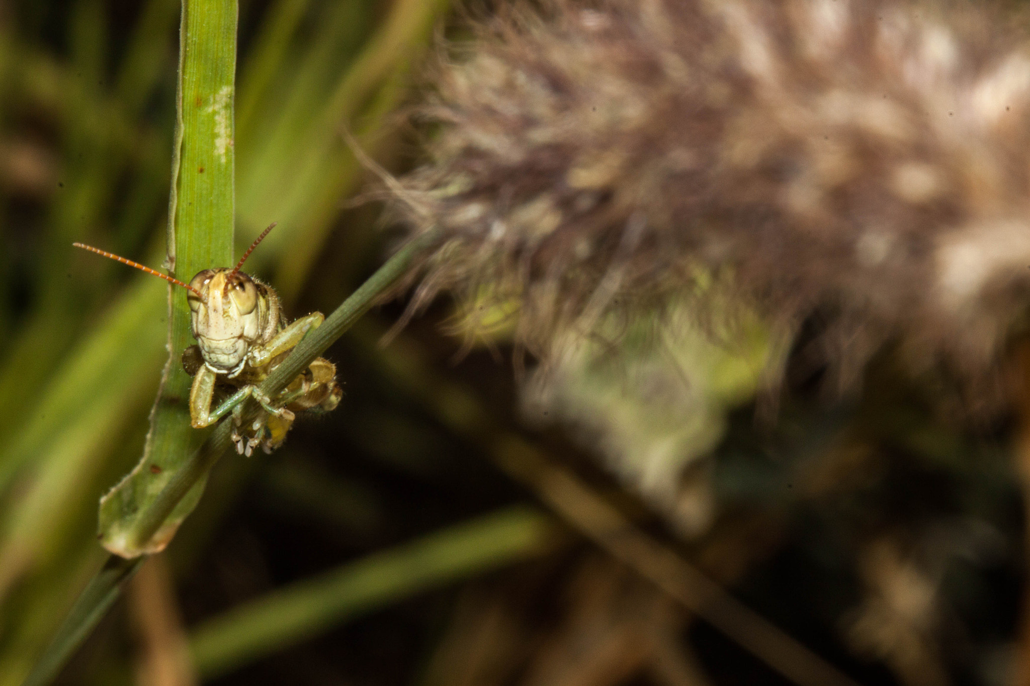 Canon EF 100mm F2.8 Macro USM sample photo. I'm watching you!! photography