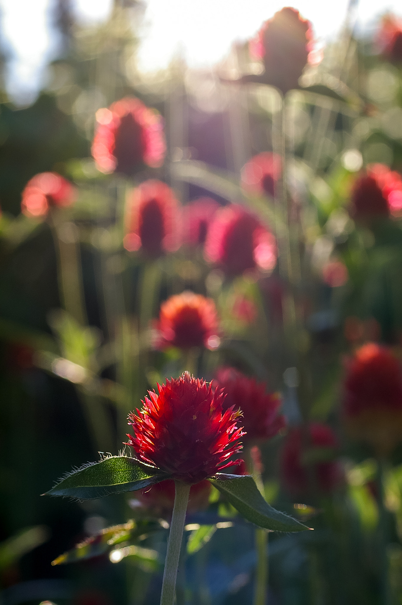 Pentax *ist DS2 sample photo. Red flower under the shunshine photography