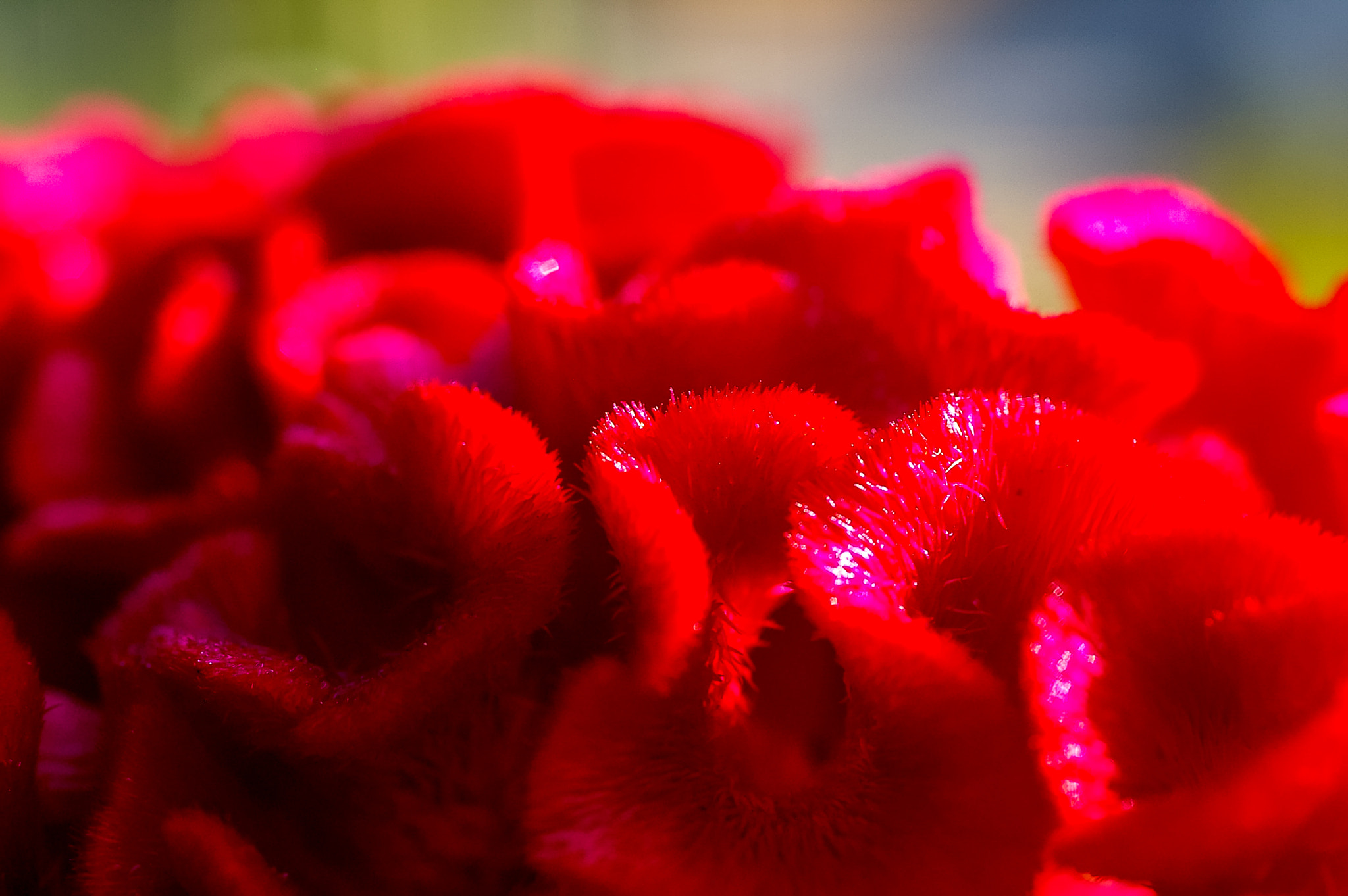 smc PENTAX-FA Macro 50mm F2.8 sample photo. Cockscomb,celosia cristata photography