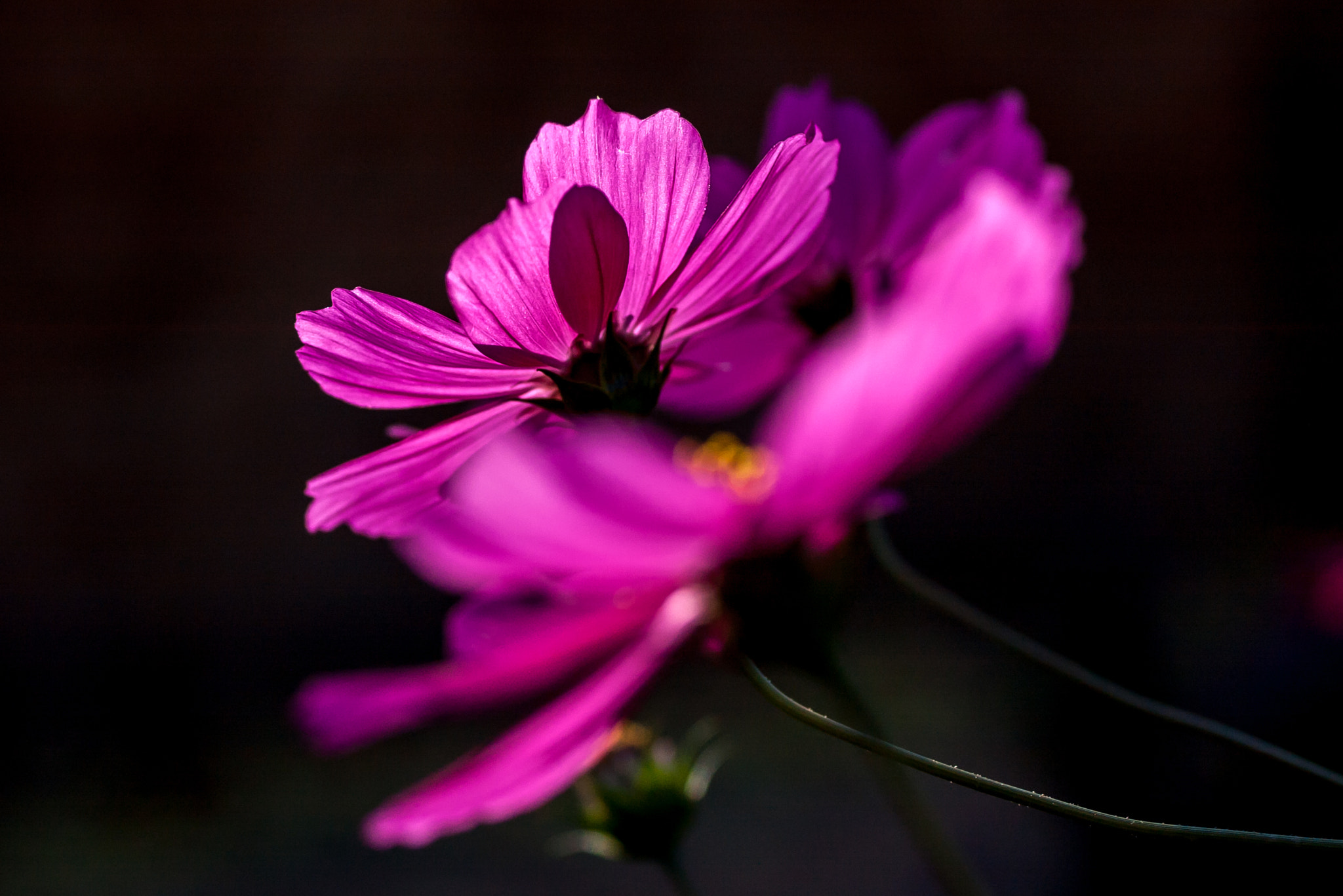 Pentax *ist DS2 sample photo. Cosmos photography