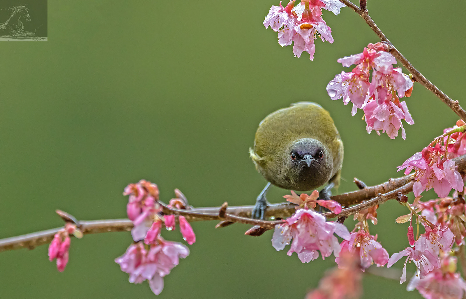 Canon EF 300mm F2.8L IS USM sample photo. Nz bellbird 06 photography