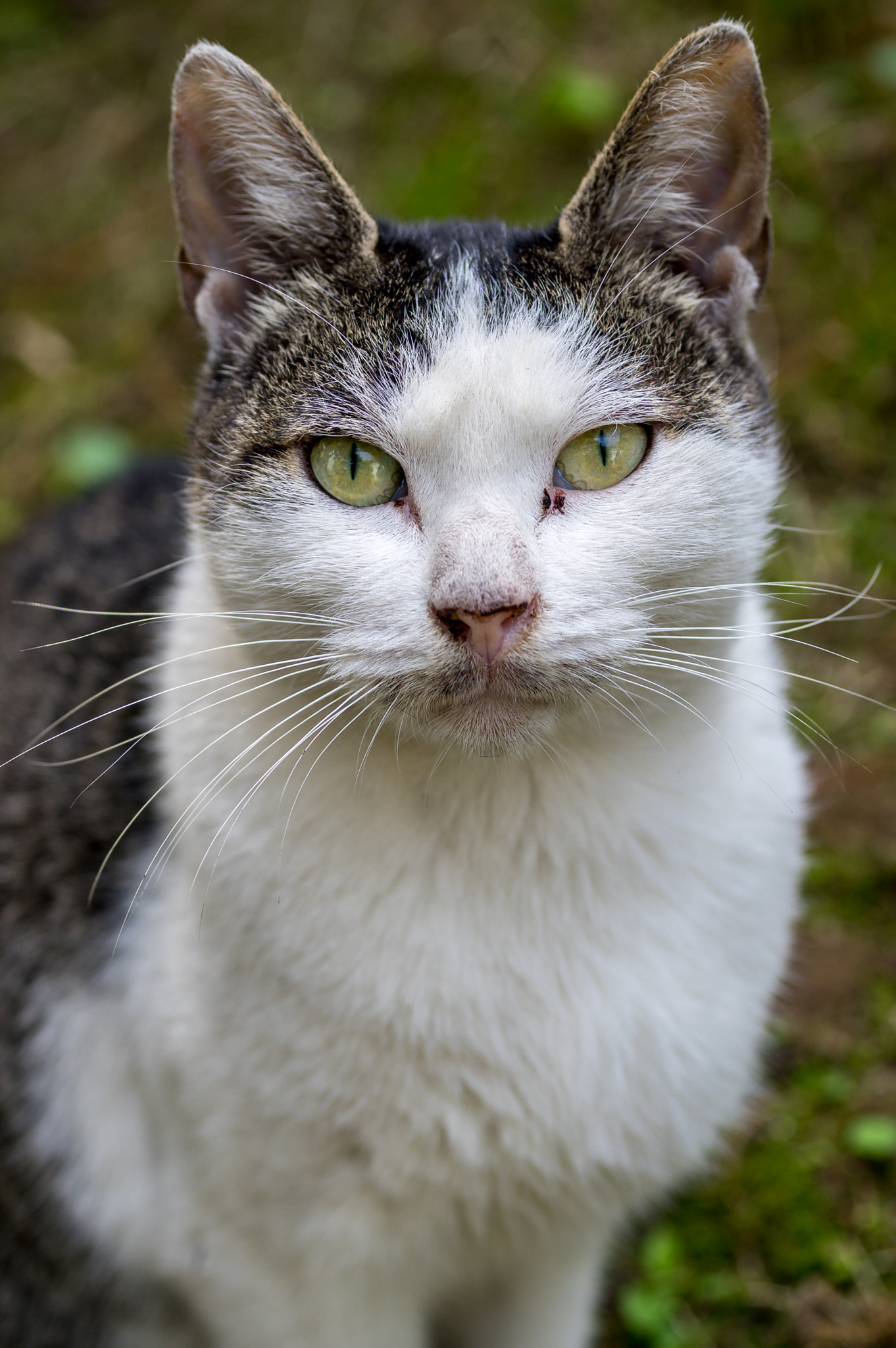 smc PENTAX-FA Macro 50mm F2.8 sample photo. Stray cats photography