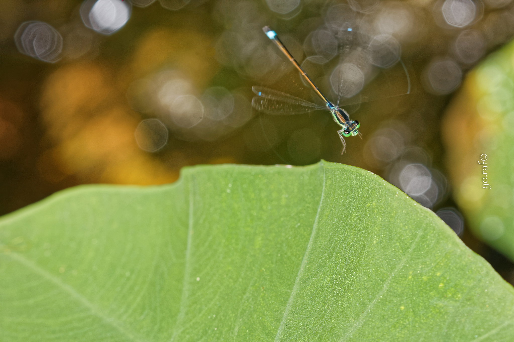 Tamron SP AF 180mm F3.5 Di LD (IF) Macro sample photo. L'envol photography