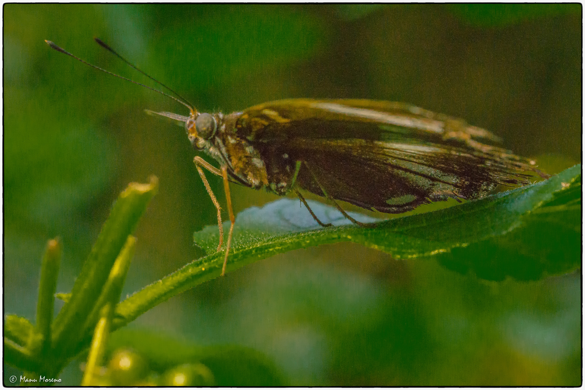 Sony a6000 + Sony FE 90mm F2.8 Macro G OSS sample photo. Mariposa  (2016p365/315) photography